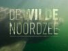 De Wilde Noordzee gemist