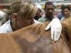 Dierenhelden in Egypte gemist