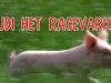 Rudi het racevarken gemist
