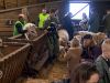 Lammetjes knuffelen is leuk, maar de dieren hebben ook rust nodig