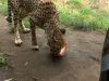 UNIEKE DAG: Gezin mag CHEETAHS VOEREN!