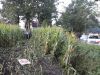 Drankrijder slaat over de kop en richt ravage aan in masveld