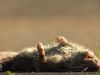 Amsterdammers worden gek van ratten