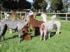 Honden vallen alpaca's aan