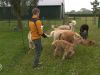 Ook alpaca's geveld door blauwtong