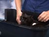 Diabetesapparaatje voor mensen werkt ook bij katten: 'Ik moest eerst blind insuline inspuiten'