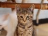 Vier jonge kittens gedumpt in kartonnen doos