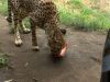 UNIEKE DAG: Gezin mag CHEETAHS VOEREN!