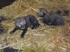 Twee cheetawelpjes geboren in Safaripark Beekse Bergen