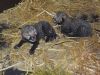 Twee cheetawelpjes geboren in Safaripark Beekse Bergen
