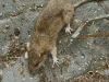 Overal rattenoverlast? 'Soms wel zo groot als katten'