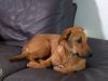 Klacht na klacht: zieke honden uit het buitenland in Nederlandse opvang geplaatst