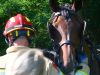 Man zwaargewond na ongeluk met tweespan, paarden sloegen op hol
