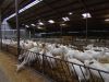 Naast geitenhouderij wonen slecht voor de gezondheid
