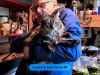 Alle vermiste katten na explosie Utrecht weer terecht: ook poes Cara is gevangen
