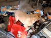 Zestien dieren weggehaald uit zwaar vervuilde woning in Elburg