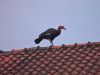 Zuidelijke hoornraaf ontsnapt uit vogelpark Avifauna