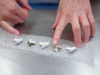 Border Security - 8-2-2026