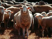 Keuringsdienst van Waarde afleveringen over wolsoorten - 23-11-2025
