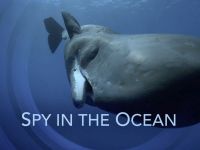 Spy in the Ocean - Diepe denkers