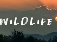 Wildlife - 30-7-2026
