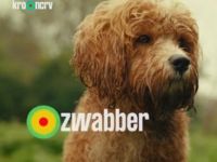 Zwabber - Labradoodle reist heel Nederland af om mensen uit de brand te helpen