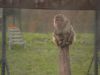 De Grote TuinverbouwingStichting AAP